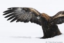 A golden eagle in Kuusamo - (131)