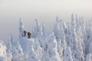 Koli national park, Finland - (4292)