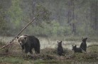 A mom bear with 3 cubs in hard rain - (4309)