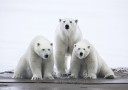 Polar bear family in North-East Greenland national park - (4730)