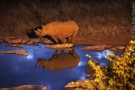 Etosha national park, Namibia - (7151)