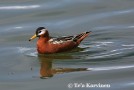 A grey phalarope (Isovesipsky in Finnish) in Svalbard, Spitsbergen.