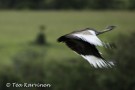 Black-bellied Bustard