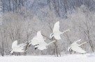 Whooper swans in Hokkaido, Japan - (2734)