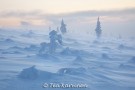 Lapland during the sunless period - when the sun doesn't rise at all - (2820)