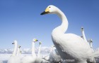 Whooper swans in Hokkaido, Japan - (2833)