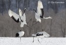 Red-crowned cranes in Hokkaido, Japan - (2957)