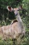 a female kudu