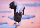 A Steller's Sea Eagle in Hokkaido, Japan - (3197)
