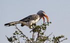 yellow billed hornbill