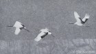 Red-crowned cranes in Hokkaido, Japan - (3828)