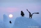A Steller's Sea Eagle and a Sea Eagle in Hokkaido, Japan - (38288)