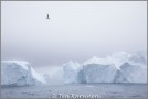 Ilulissat Ice Fjord, Greenland - (4365)