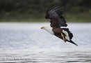 Fish eagle = kiljumerikotka