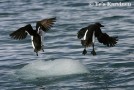 Brunnich's guillemots in Svalbard.