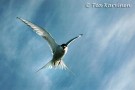 Lapintiira eli arctic tern 21.6.08