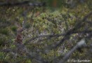 A willow ptarmigan = riekko - (9933)