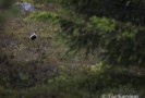 A European golden plover = kapustarinta - (9973)