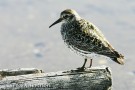 Merisirri  A purple sandpiper (Merisirri in Finnish) in Svalbard, Spitsbergen.