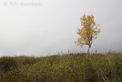 lapland II