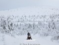 Sammaltunturi fell on the background - (6141)