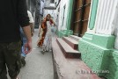 Stone Town, Zanzibar, is one of the Unesco World Heritage Sites - (8827)