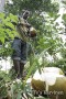 On a spice farm in Zanzibar: fresh coconut juice for us - (9248)