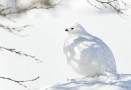 A willow ptarmigan on Pallas fells - (9378)