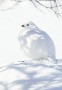 A willow ptarmigan on Pallas fells - (9382)