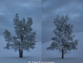 which side is prettier? It is the same tree.