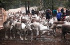 Petojen naapurissa itärajalla Sallassa-1 (Kotiliesi)