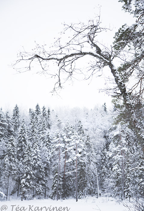 Etelä-Konnevesi / winter