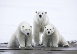4730 – North-East Greenland National Park