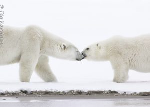4987 – North-East Greenland National Park