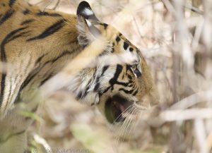 6806 – An Indian tiger
