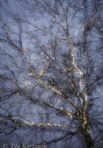 photo of the week 47  (@ Rovaniemi)