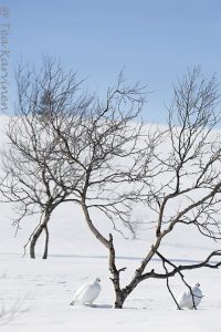 Riekko willow grouse bird lintu valkoinen white lagopus lagopus