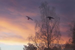 photo of the week 2 – A view from my kitchen window