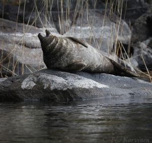 photo of the week 20 ( A Saimaa Ringed seal in Linnansaari National Park)