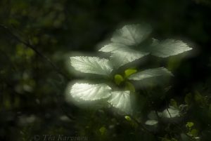 photo of the week 25
