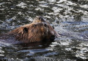 2918 – American beavers (In Isojärvi NP)