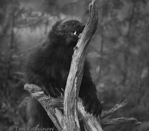 3123 – A wolverine (in Lieksa, FInland)