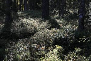 photo of the week 38