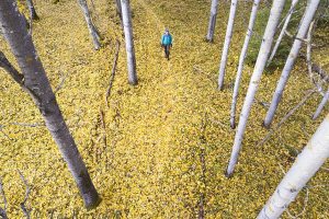 photo of the week 40 (Salamajärvi National Park)