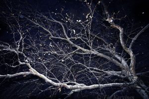 photo of the week 50 (@ Rovaniemi)