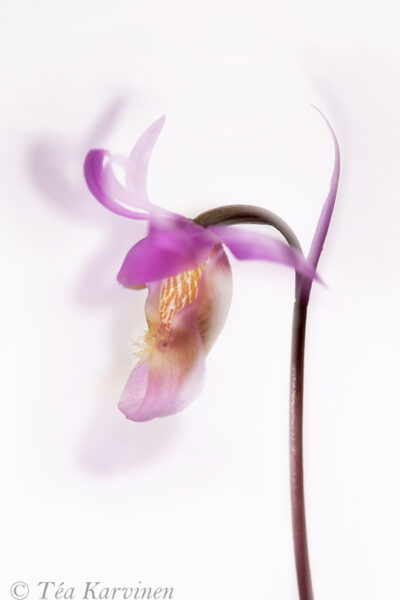 1107 – Calypso bulbosa (Neidonkenkä) = fairy slipper is a delicate, rare orchid
