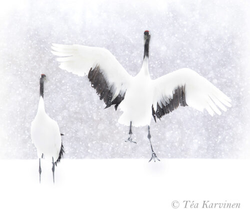 3860 – Grus japonensis = Red-crowned crane (Mantsuriankurki) in Hokkaido, Japan