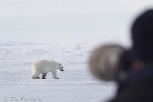 562 – At the flow edge, Pond Inlet, Nunavut, Canada