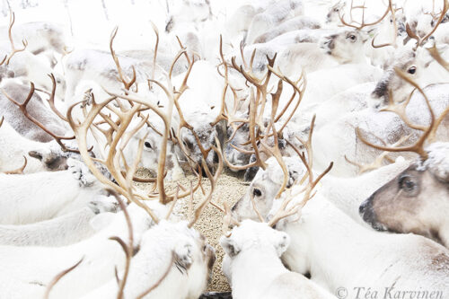 5832 – Kopara Reindeer park near Pyhä-Luosto National Park in Finnish Lapland.