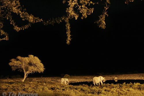 7020 – Etosha National Park, Namibia